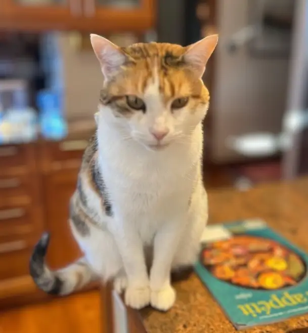 Calico cat sitting on a kitchen counter.