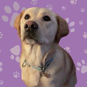 rose the dog